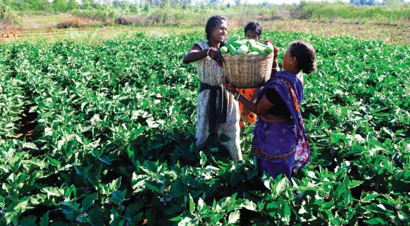 Breaking away from the tradition of cultivating paddy, family of Ram Oraon in Ranchi's Malhan Bhuiyadih now grows vegetables.