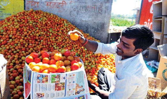 Instant and frequent cash flow attracts farmers to vegetables.