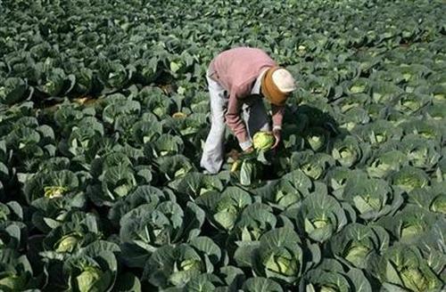 A farmer works in his vegetable field.