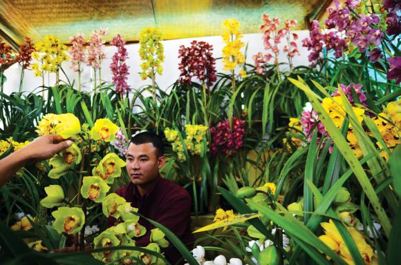 A farmer displays cymbidium orchids at the show. Arguably the most biodiverse place on the planet.