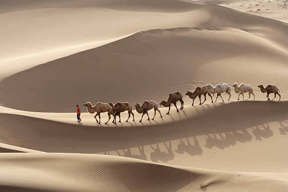A local farmer leads a row of camels at a tourism resort of the Kumtag Desert in Shanshan county, northwest China's Xinjiang Uygur Autonomous Region.