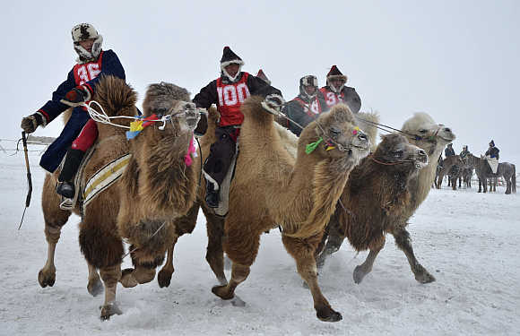 Contestants race camels during a winter Naadam event in Hulun Buir, north China's Inner Mongolia Autonomous Region.