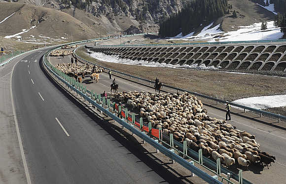 Shepherds lead their flocks of sheep and cattle along on the Guozigou segment of the Lianyungang-Horgos expressway as vehicles drive past the other side of the expressway, in Xinjiang Uyghur autonomous region.