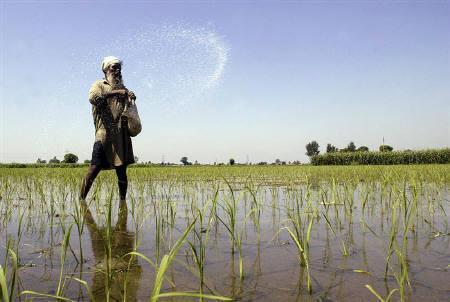 A farmer casts pesticides on his rice paddy field on the outskirts of Amritsar.