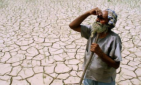 A farmer looks towards the sky, while standing amidst his drought-stricken crop.