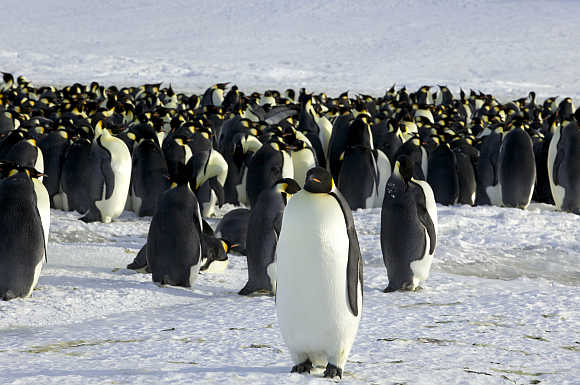 Emperor penguins are seen in Dumont d'Urville in Antarctica.