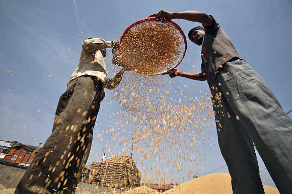 Labourers sift wheat crop at a wholesale grain market in Chandigarh.