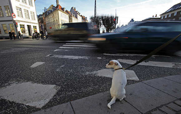 A dog sits as he waits next to his owner to cross a street in Copenhagen.