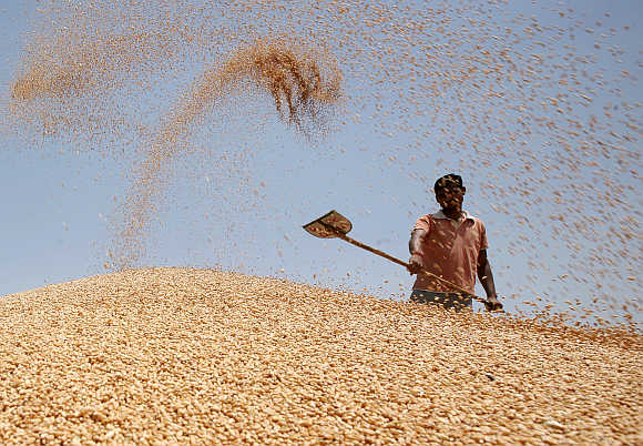 A labourer shovels wheat at a wholesale grain market on the outskirts of Amritsar.