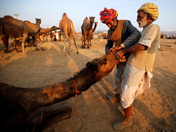 Camel herders try to attach a nose ring on a camel at Pushkar Fair in Rajasthan.