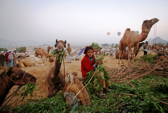 A boy feeds camels while waiting for customers at Pushkar Fair in Rajasthan.