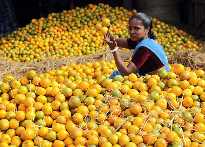 A labourer collects oranges at a wholesale fruit market in Siliguri.