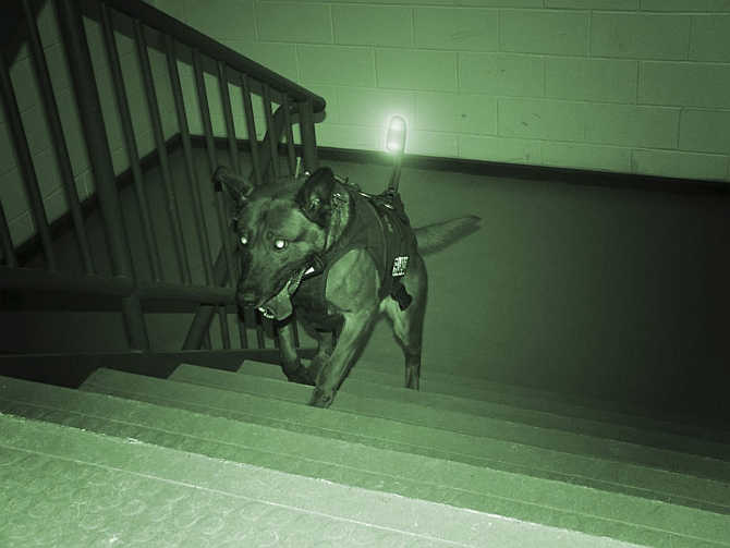 A military working dog outfitted with its own equipment and light heads up the steps of a building in this handout image from the Canadian company K9 Storm Inc.