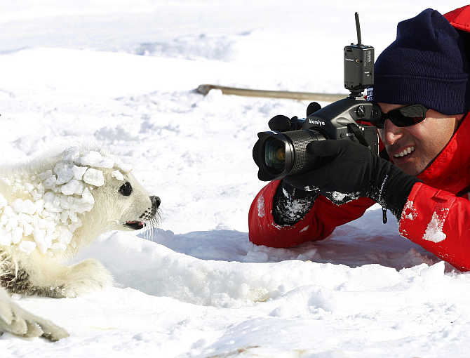 Nigel Barker photographs a harp seal pup on an ice floe in the Gulf of St Lawrence in Canada.