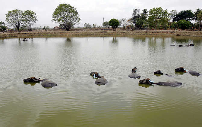 Buffaloes cool down in a pond in a field earmarked for a Special Economic Zone in Pen, about 70km east of Mumbai.