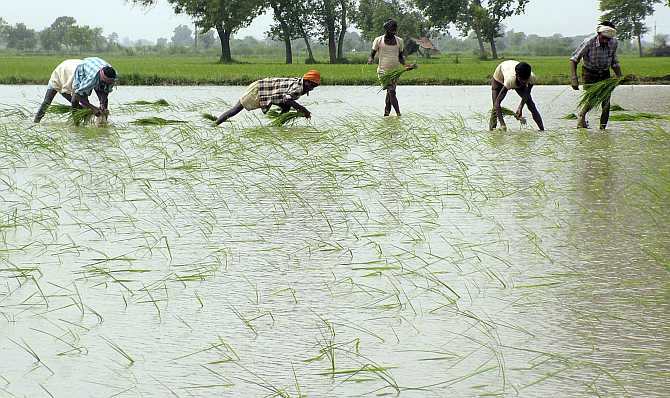  Farmers plant paddy in a field in Mathura.