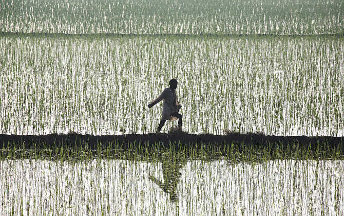 A farmer spreads fertiliser in a paddy field at Traouri village in Haryana.