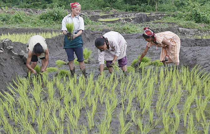 Farmers plant saplings at a paddy field in Rohini village near Darjeeling.