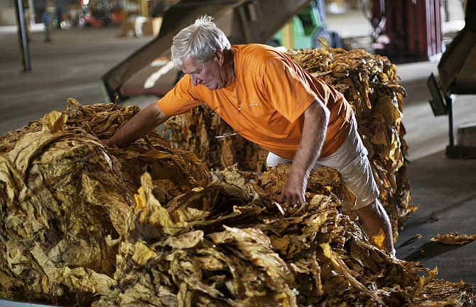 A farmer inspects a bale of tobacco at the Big L Warehouse in Mullins, South Carolina, United States.