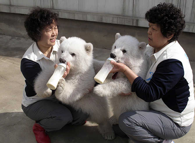 Zookeepers feed polar bear twin cubs at a photo opportunity at Laohutan Ocean Park in Dalian, Liaoning Province, China.