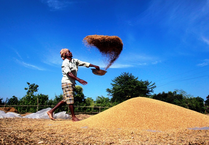 A farmer winnows paddy crops at a field on the outskirts of Agartala.