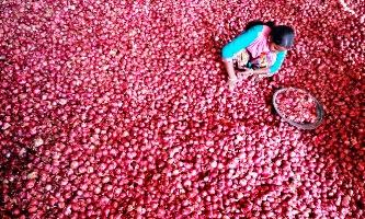 Image: A labourer spreads onions for sorting at a wholesale vegetable market in Chandigarh. Photographs: Ajay Verma/Reuters