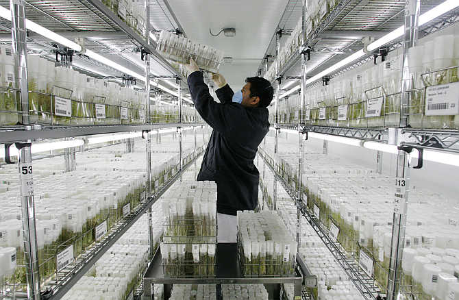 A worker of the International Potato Center arranges germinated potato seeds in vitro at a gene bank in Lima, Peru.