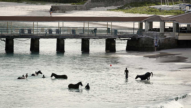 Horses from a local race course are given a morning bath along a public beach just outside Bridgetown, Barbados.