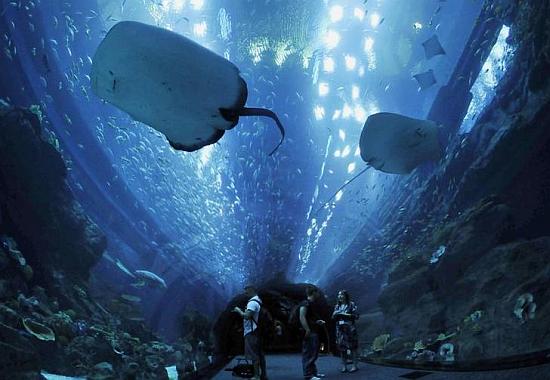 Stingrays swim in the aquarium in Dubai Mall.