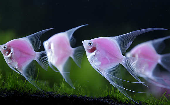Genetically engineered angelfish glow in a tank in Taipei, Taiwan. Photo is for representation purpose only.