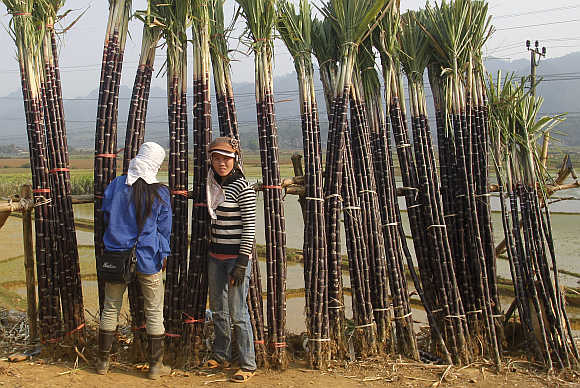 Farmers display sugarcane for sale by the roadside in Hoa Binh province, outside Hanoi, Vietnam.