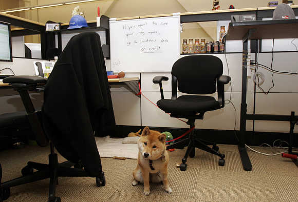 The dog of a YouTube employee sits by a desk at the YouTube headquarters in San Bruno, California.