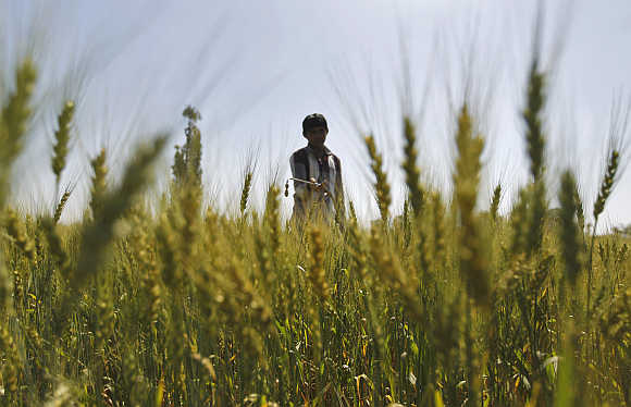 A man sprays fertiliser onto a wheat field on the outskirts of Ahmedabad.