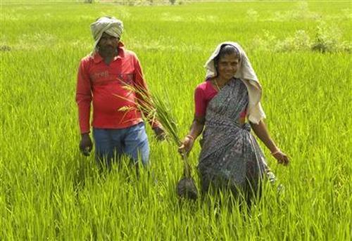 Tribal villager, Kowasalya Thati (R), 35, tends to her rice paddy crop with her husband.