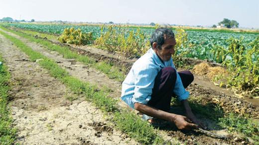 How Saurashtra is driving Gujarat's agricultural growth