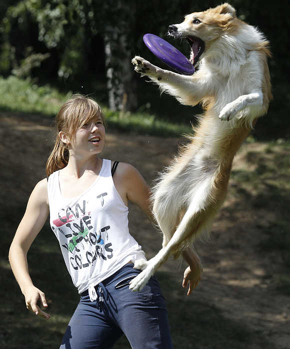 A dog catches a frisbee during the Russian dog frisbee championship in Moscow.