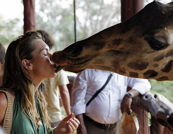 A visitor feeds a food pellet to a giraffe in the Giraffe Centre near Nairobi.