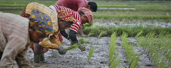 Farmers plant saplings at a paddy field on the outskirts of Agartala.