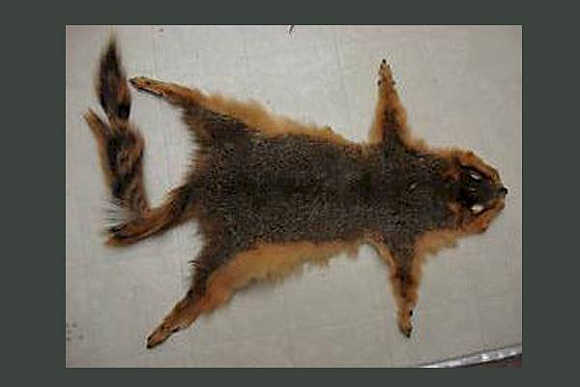 In medieval Russia, squirrel pelts were a common currency of exchange.