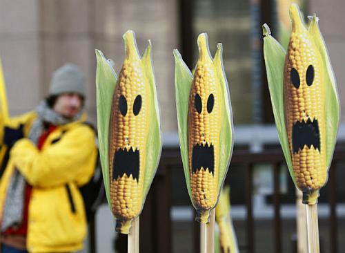 Monsanto's GM corn biosafety data raises concerns