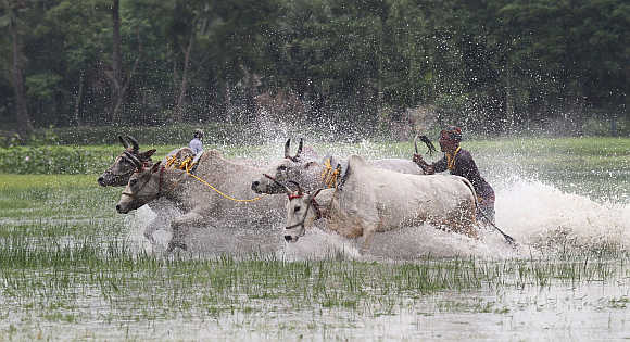 A farmer with his bulls takes part in a bull race in Canning village, West Bengal.