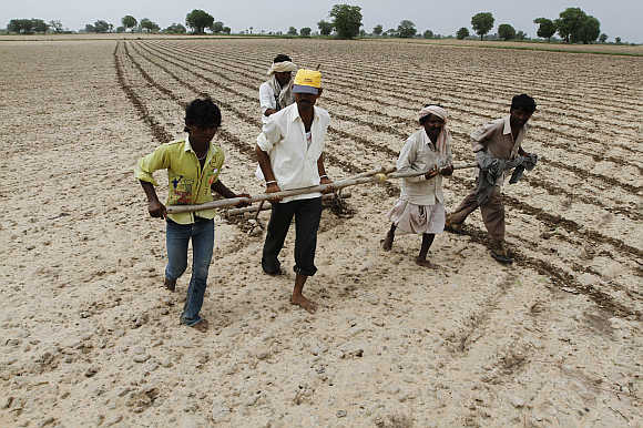 Farmers plough and sow cotton seeds in a field in Shahpur village, near Ahmedabad.