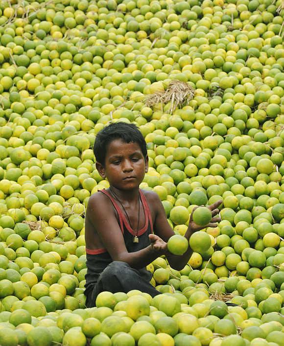 Twelve-year-old Chatu collects lemons at a wholesale fruit market in Kolkata.