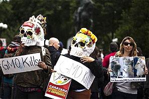 Zombie wheat case sparks debate on GM food safety. Photograph: Eduardo Munoz/Reuters