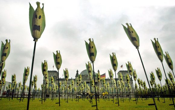 A mock corn-on-the-cob field set up by Greenpeace activists to protest against genetically-modified corn.