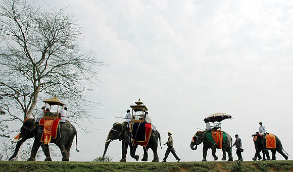 Decorated elephants take part in procession during an elephant festival at Kaziranga National Park near Guwahati.