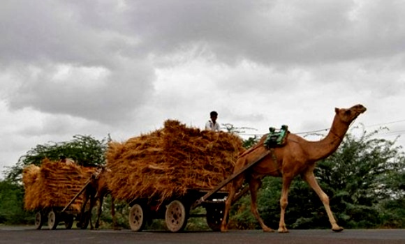 Farmers travel on camel carts loaded with hay at Shrinagar village.