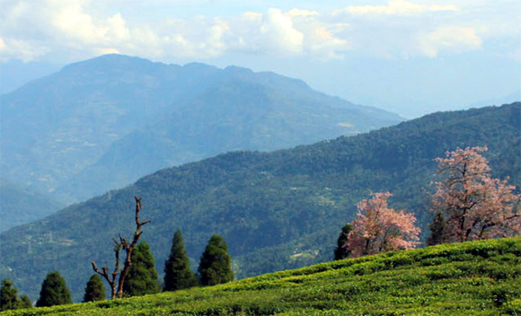A tea garden in Sikkim.