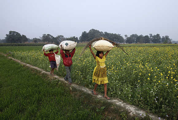 Children walk through a mustard field carrying sacks of dried leaves near Gauriganj town in Uttar Pradesh.