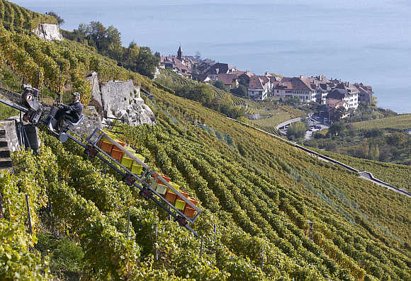 A grape picker uses a monorail to transport grapes in the Lavaux region in Puidoux near Chexbres, Switzerland.